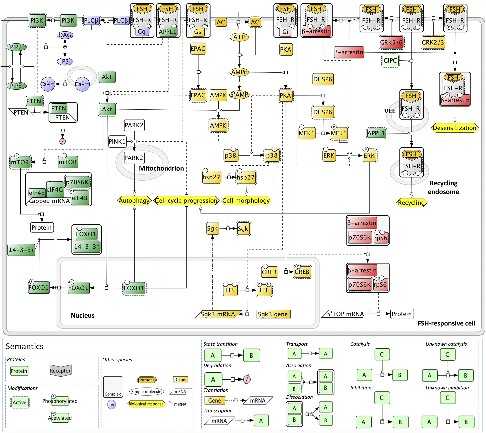 A simplified overview of the FSHR signaling network.jpg